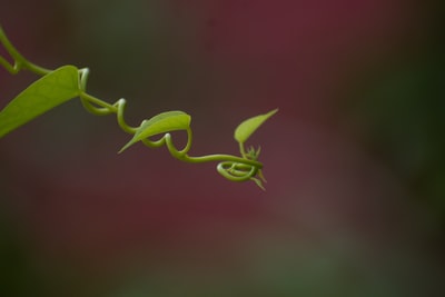 特写摄影中的绿色植物